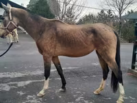 Mare, Akhal-Teke — photo 3