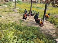 Yapon Bantam — foto 5