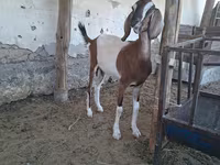 Dişi keçi, Nubian Goat — foto 6