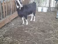 Goat, Goats — photo 3