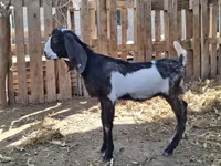 Ziegenbock, Kamori goats — Foto 2