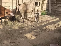 मवेशी (लॉट, लिंग निर्दिष्ट नहीं), मवेशी — फ़ोटो 1