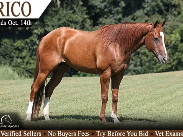 At, Quarter Horse