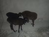Qoyun, Karakul sheep — foto 2