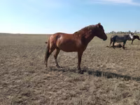 Égua, Mugalzhar horse — foto 5