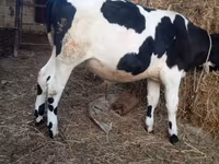 Buğa, Russian Black pied cattle — foto 1