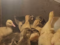Geese — foto 2