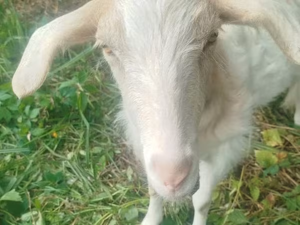 Goat, Goats