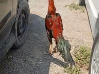 Chickens — photo 3