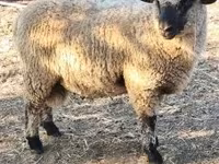 Qoʻchqor, Shroshire sheep — 3-rasm