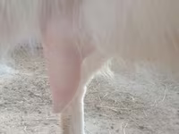 Goat, Russian White goat — photo 2