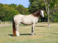 Madyan, Skyros Pony — foto 3