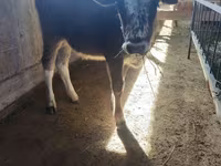 Cow, Cattle — photo 2