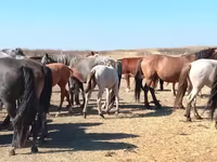 At, Mugalzhar horse — foto 6