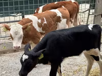 Toro, Simmental cattle — foto 5