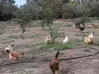 Chickens — foto 1