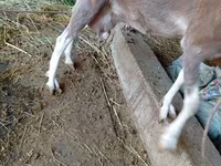 Коза, LaMancha goats — фото 4