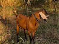 Kozioł, Nubian Goat — zdjęcie 1