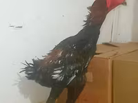 Shamo chickens — foto 2