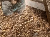 Japanisches Bantam — Foto 7