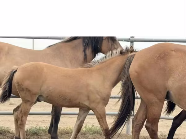 At, Mugalzhar horse