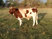 Bulle, Men-Anjou — Foto 1