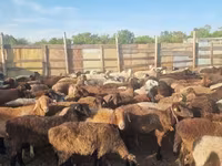 Qoʻy, Hissar sheep — 3-rasm