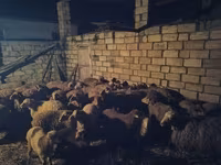 Sheep (batch, sex not specified), Sheep — photo 6