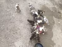 Ev Muskovisi — foto 3