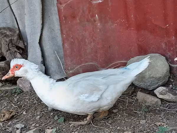 Domestic Muscovy