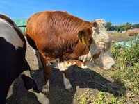 Touro, Swiss cattle — foto 5