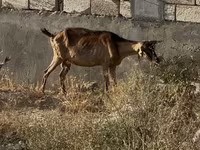 İnək, Mal-qara — foto 2
