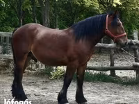 Cavalo, Cavalos — foto 3