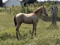घोड़ा, Kentucky mountain daddle horse — फ़ोटो 7