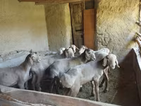 Qoyunlar (partiya, cinsi göstərilməyib), Qoyunlar — foto 1