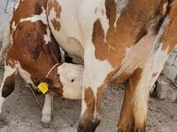 İnək, Simmental cattle — foto 7