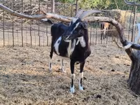 Ziege, Toggenburg goat — Foto 8