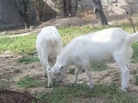 عنزة, Alpine goat — الصورة 4