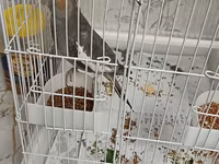 Məhsul: Nimfa (Cockatiel) papağanı və qəfəs dəsti Təsvir: - Rəng — फ़ोटो 5