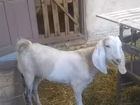 Keçi, Beetal goats — foto 4