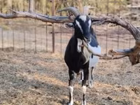 Ziege, Toggenburg goat — Foto 5