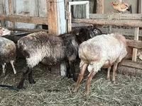 Qoç, Arashan sheep — foto 7