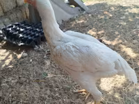Chickens — 照片 1