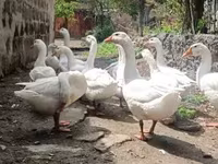 Geese — foto 1