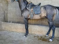 Koń, Arabian horse — zdjęcie 5