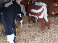 सांड, Simmental cattle — फ़ोटो 5