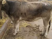 İnək, Swiss cattle — foto 1