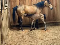 घोड़ी, Black Sea breed — फ़ोटो 6