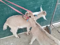 Cabras (lote, sexo no especificado), Alpine goat — foto 6