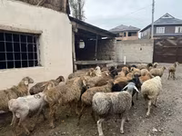 Carneiro, Rhon sheep — foto 8